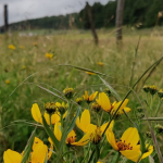 yellow flowers in field