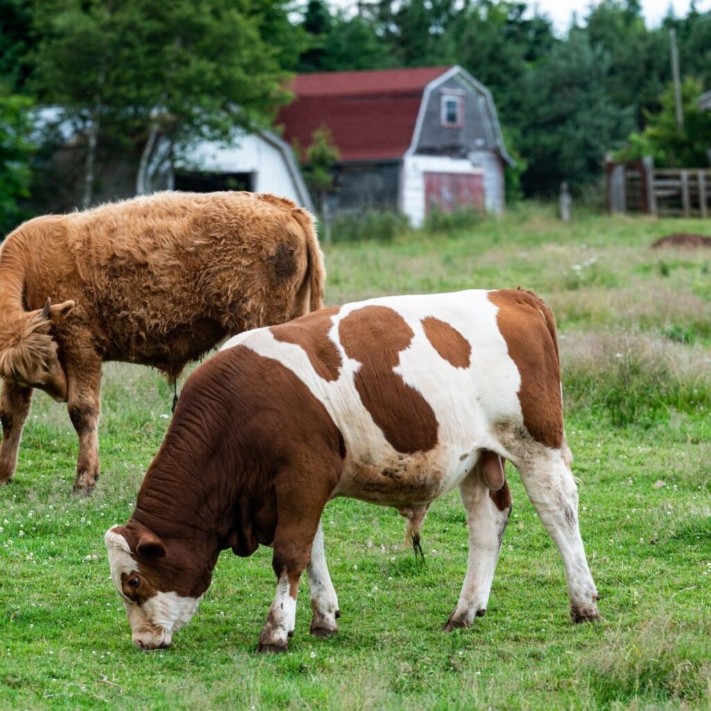 two cows grazing on green pasture