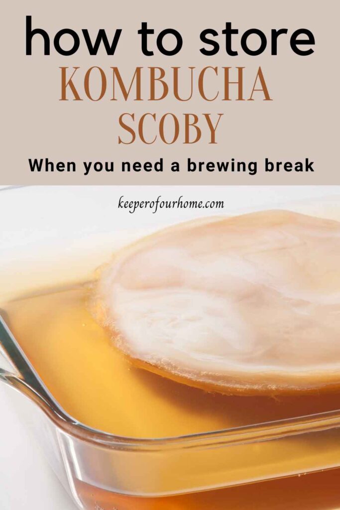how to store SCOBY pinterest graphic