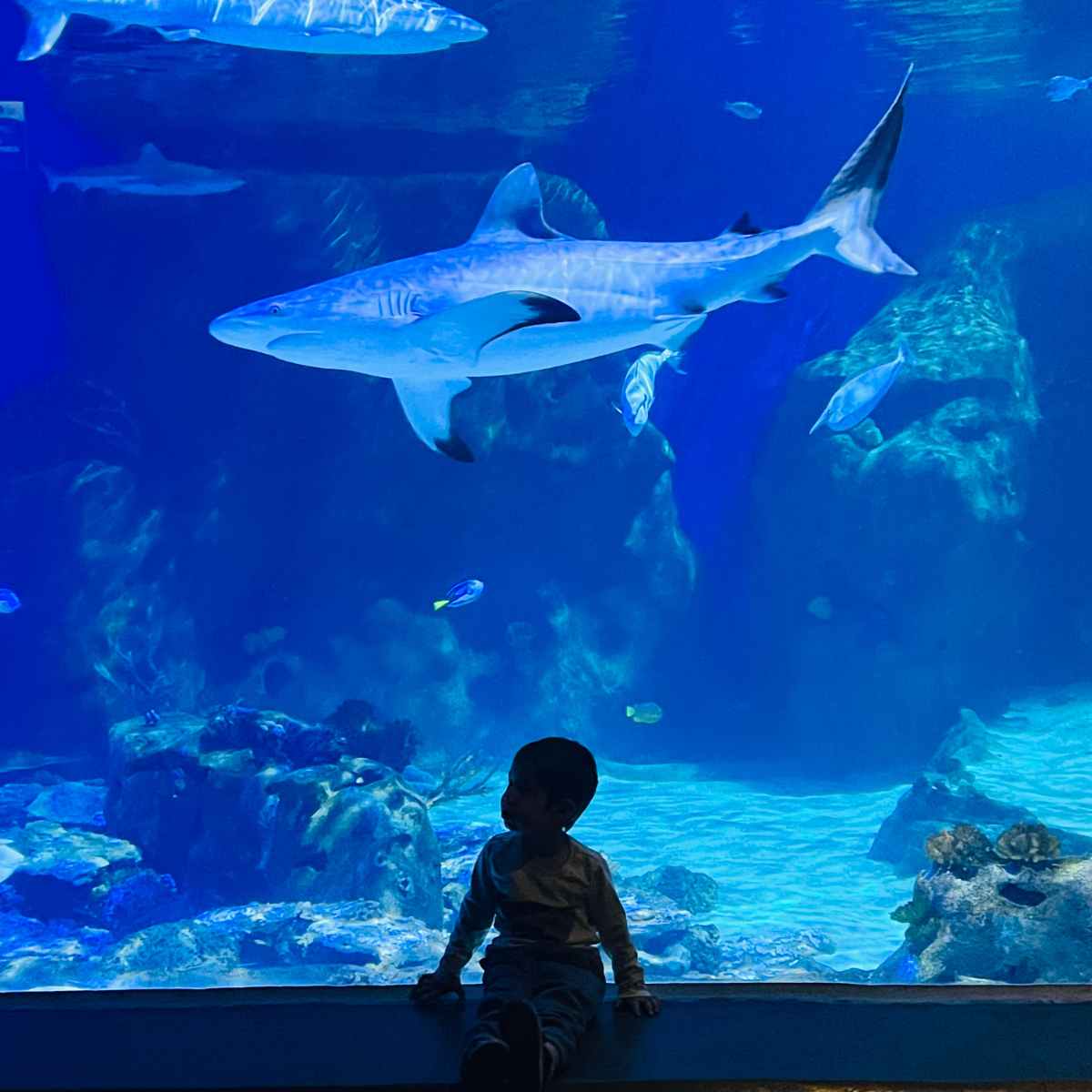 toddler watching sharks at the aquarium