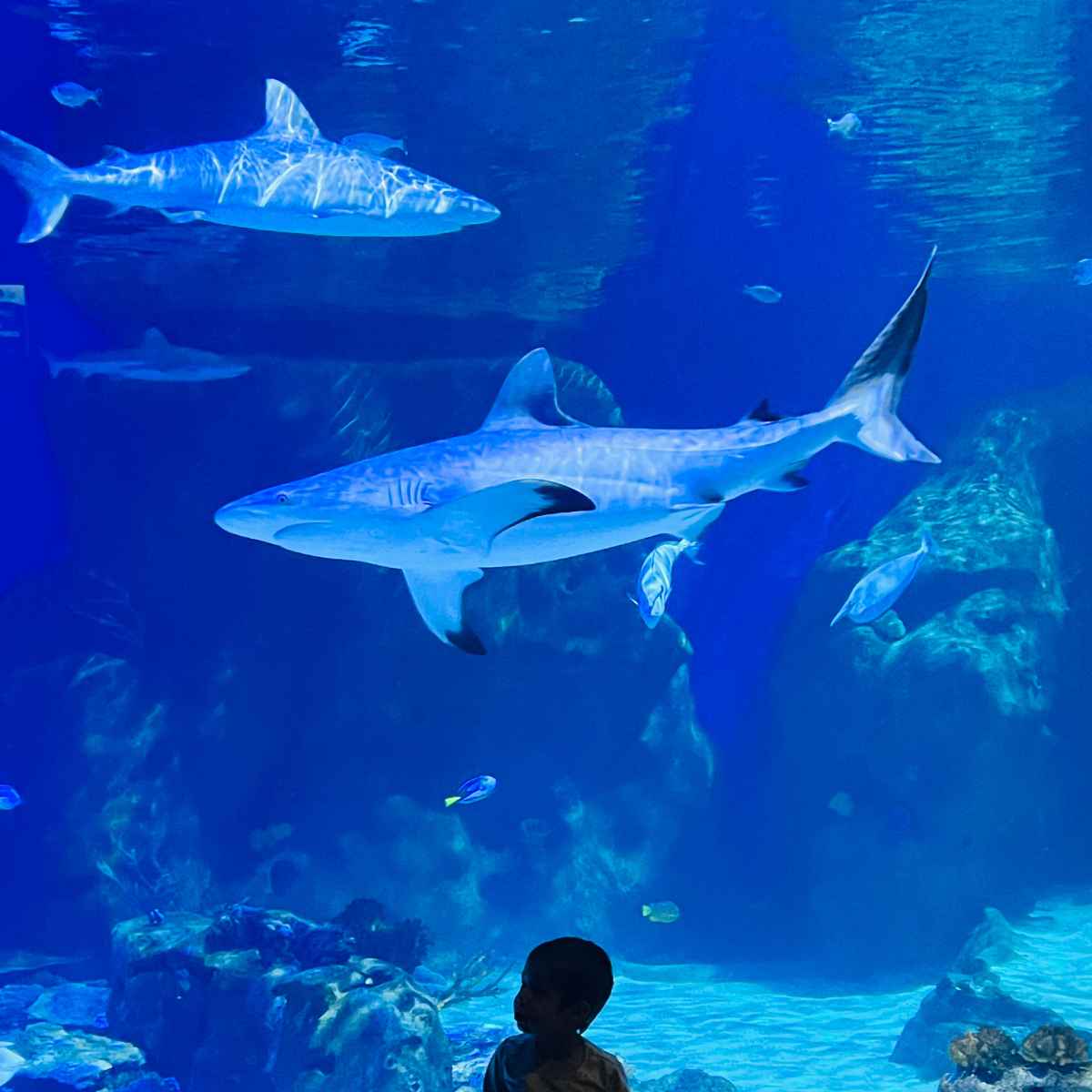 aquarium shark tank
